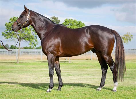 thoroughbred horse mating.